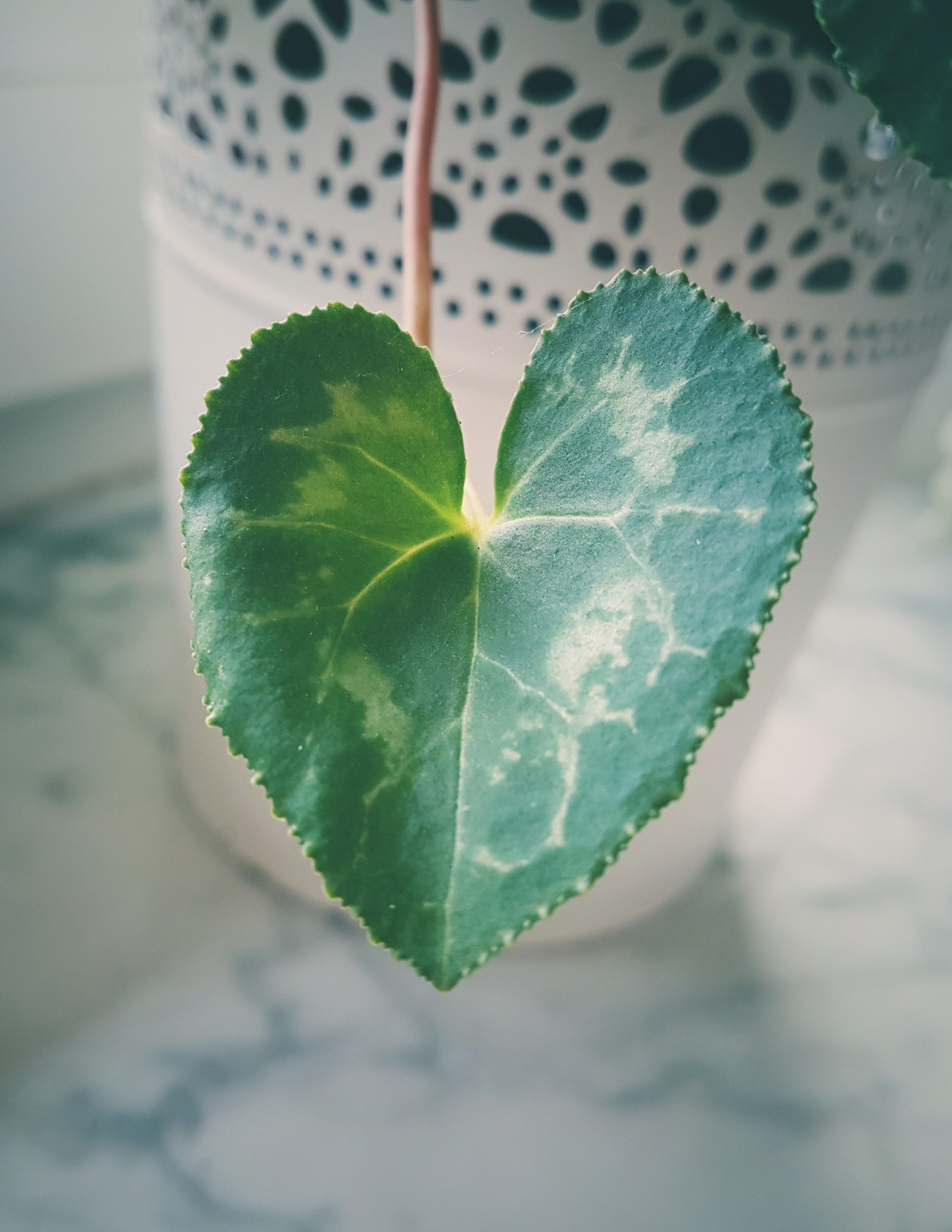 Putting the Home in Homeschooling